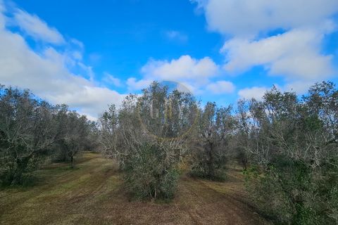 Tomt i Martano, Lecce, Martano - € 55 000 | Ref: TR002 - foto 5